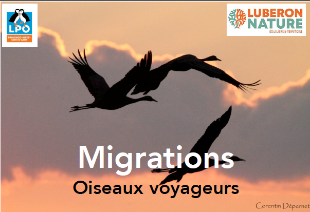 Conférence : Migrations Oiseau Voyageurs